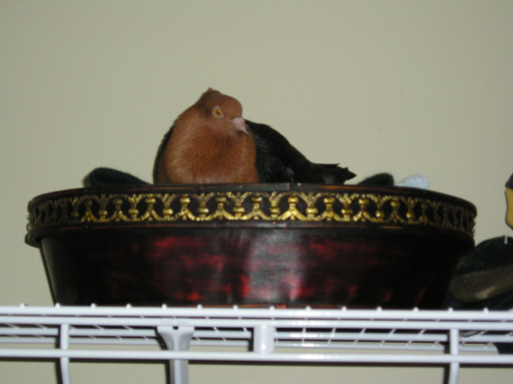 Nesting