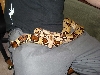 Female Boa 1