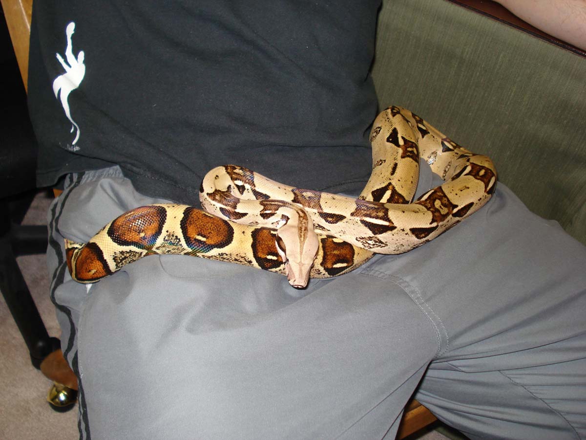 Female Boa 1