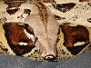 Female Boa 2