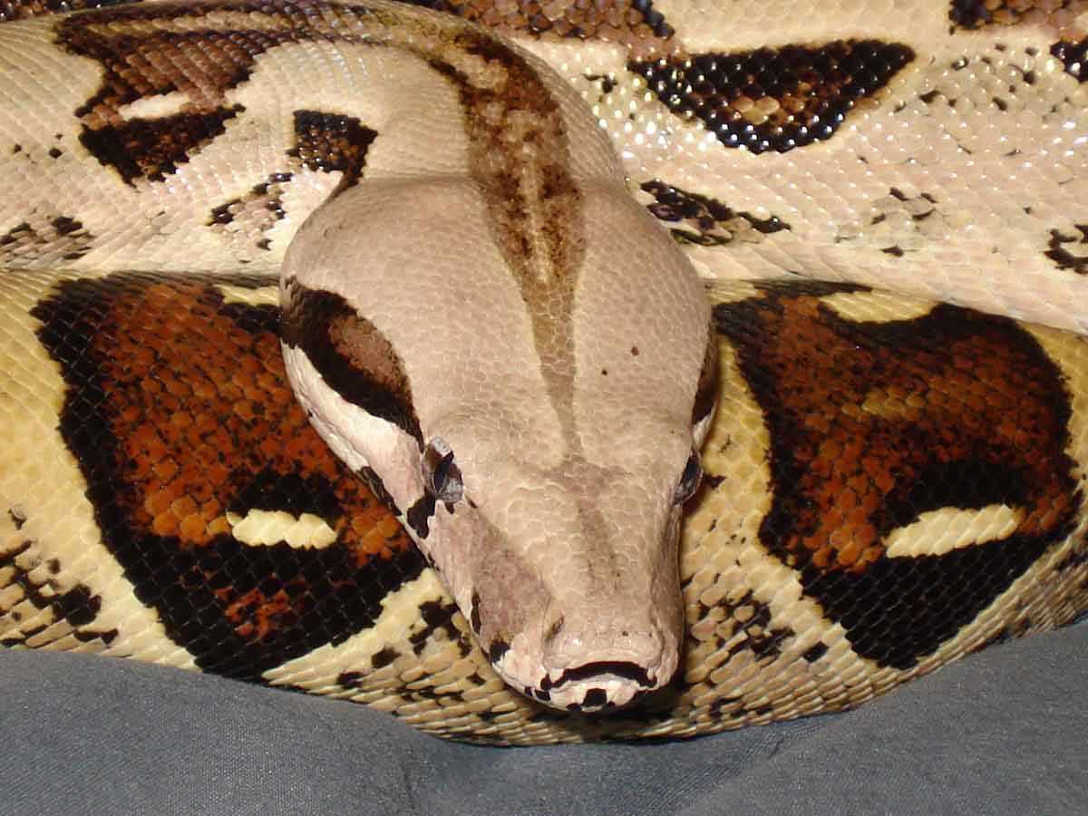 Female Boa 2