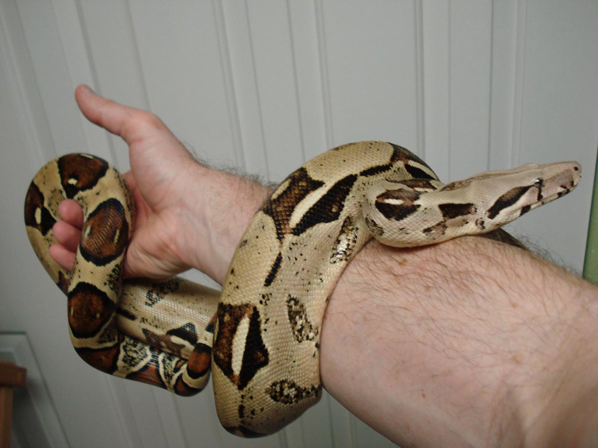 Female Boa 3