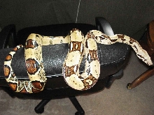 Female Boa 4