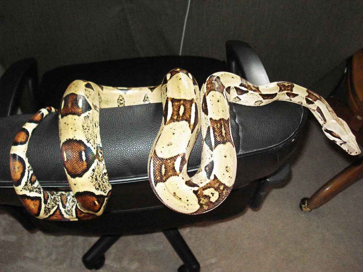 Female Boa 4