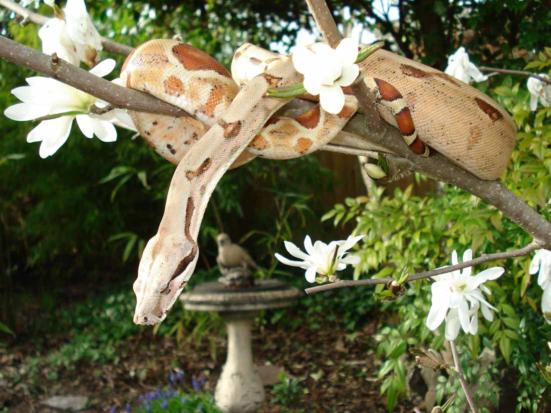 Hypo Het Albino Female 1