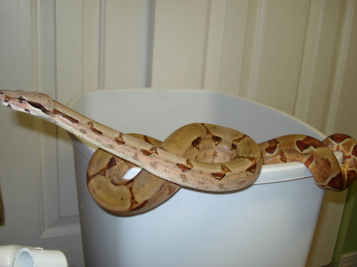 Hypo Het Albino Female 2
