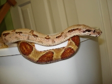 Hypo Het Albino Female 3
