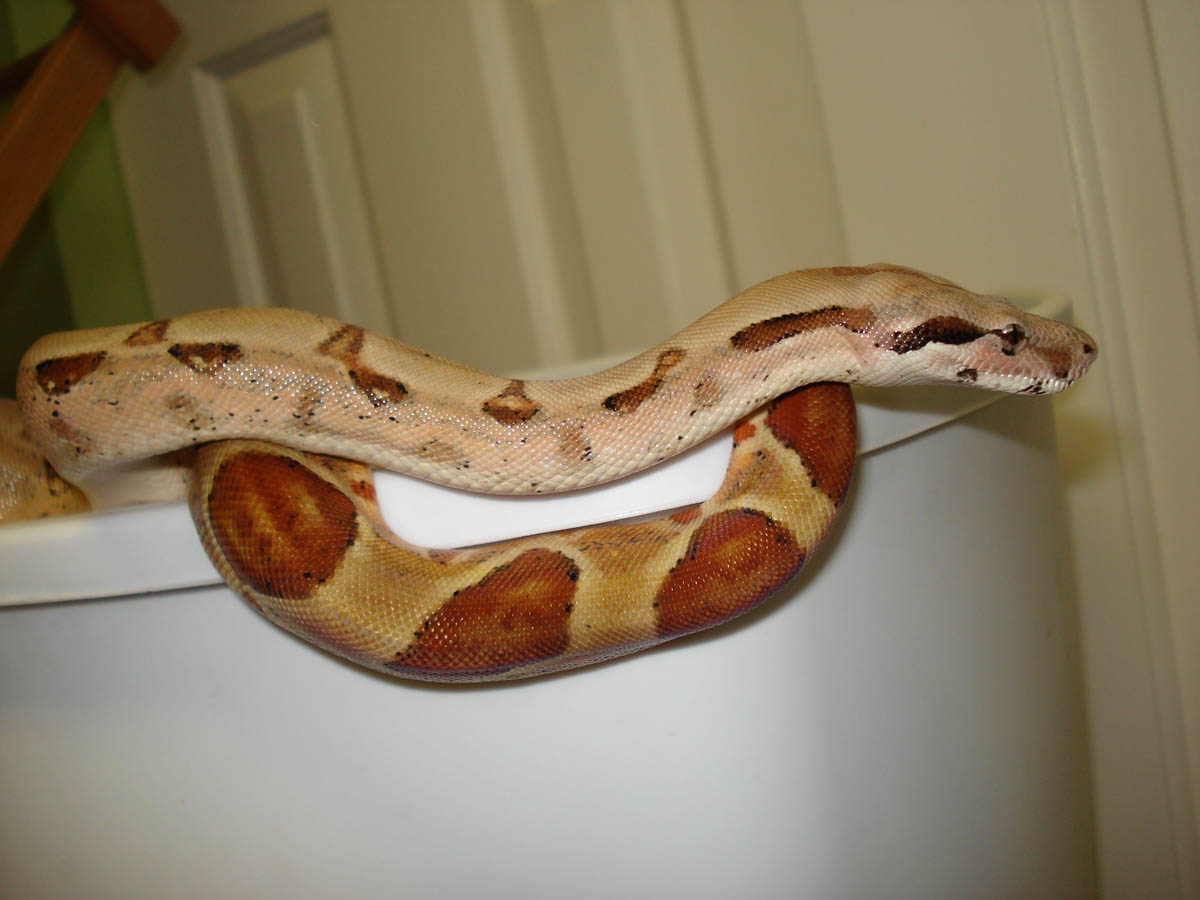 Hypo Het Albino Female 3