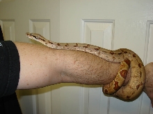 Hypo Het Albino Female 4