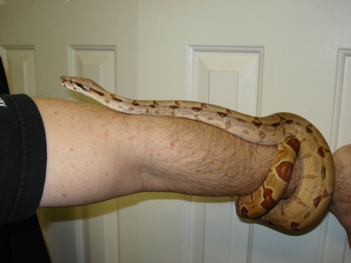 Hypo Het Albino Female 4