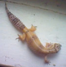 Gecko