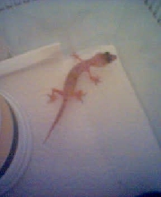 Poor thing!