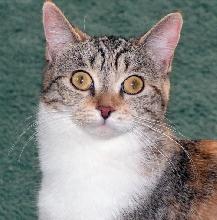 Amelia TenHouseCats