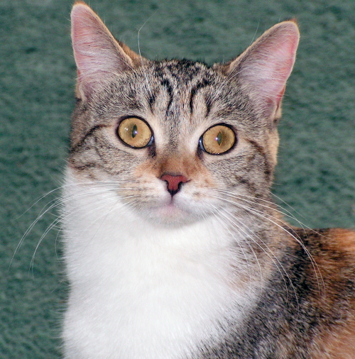 Amelia TenHouseCats