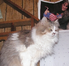 AnnyMouse TenHouseCats