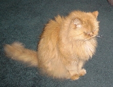 Brendan TenHouseCats