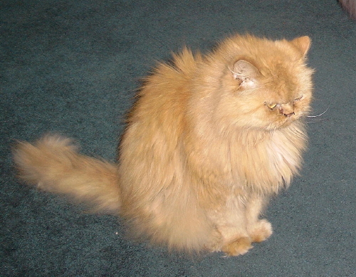 Brendan TenHouseCats