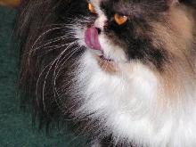Cali TenHouseCats