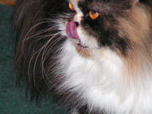 Cali TenHouseCats