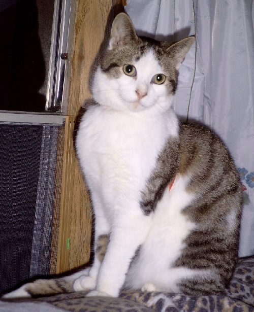 Cassidy TenHouseCats