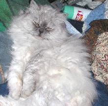 CassiePurr TenHouseCats