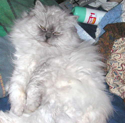 CassiePurr TenHouseCats