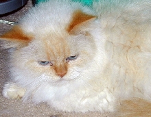 CrosbyTenHouseCats