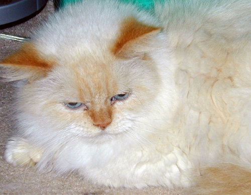 CrosbyTenHouseCats