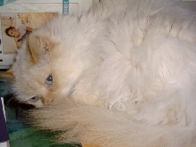 Crosby/Roseberry TenHouseCats