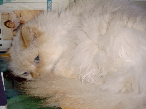 Crosby/Roseberry TenHouseCats