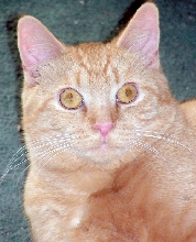 Cujo TenHouseCats