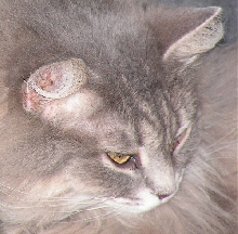Fiona AnkleBiter TenHouseCats