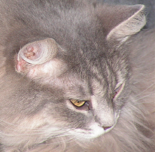 Fiona AnkleBiter TenHouseCats