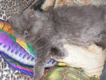 Gypsy TenHouseCats