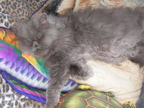 Gypsy TenHouseCats