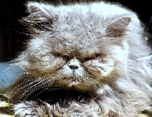 Gypsy AngelTenHouseCats