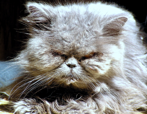 Gypsy AngelTenHouseCats