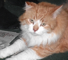 Harrison TenHouseCats