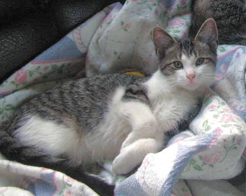 Herbert FosterTenHouseCats