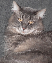 Jess TenHouseCats