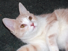 Jewelly TenHouseCats