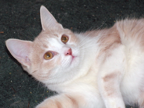 Jewelly TenHouseCats