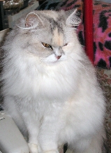Lily TenHouseCats