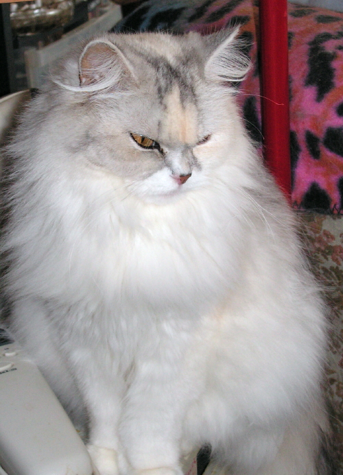 Lily TenHouseCats