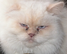 Pagan TenHouseCats