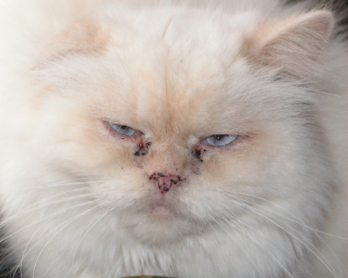 Pagan TenHouseCats