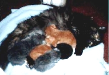 Brendy & Ceilidh as tinybabies