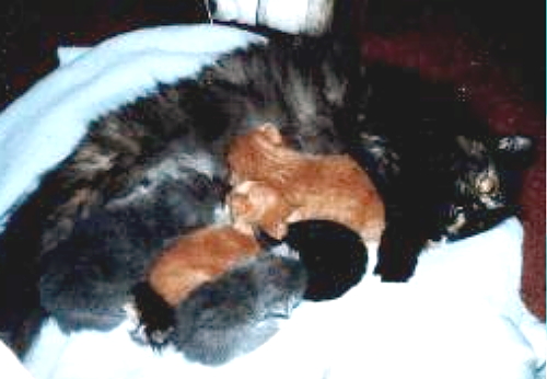 Brendy & Ceilidh as tinybabies