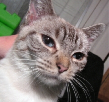 PhoebeMaeFosterTenHouseCats