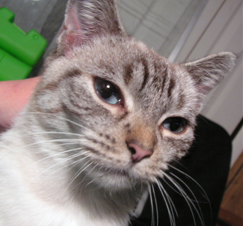 PhoebeMaeFosterTenHouseCats